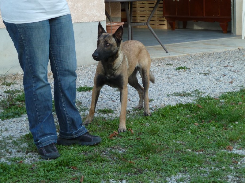 Hidie des loups d'Ebene