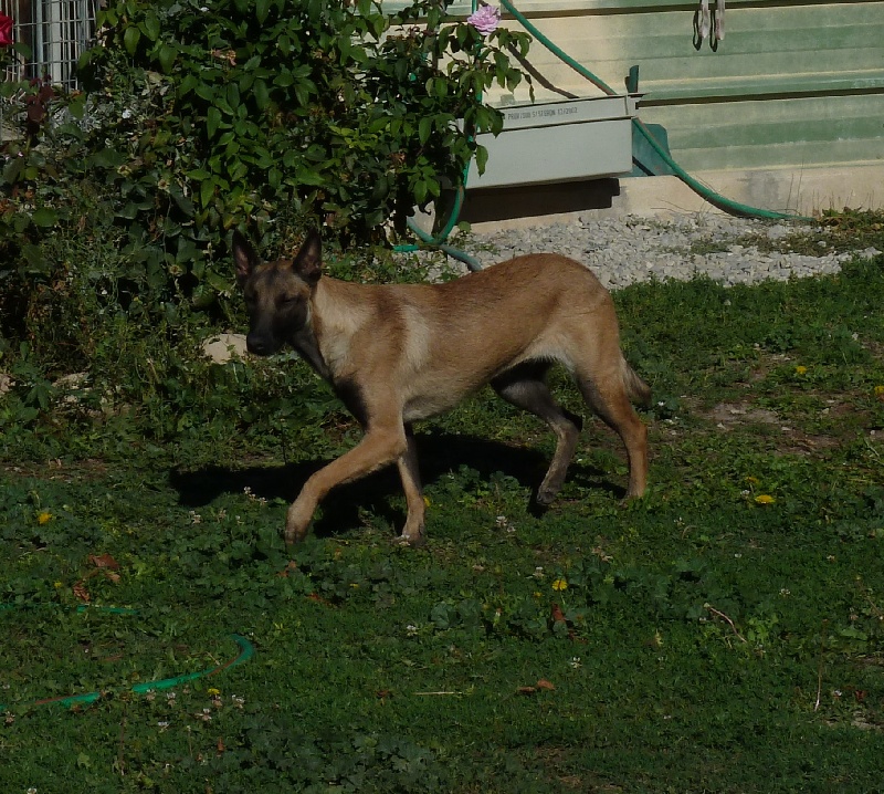 Hidie des loups d'Ebene